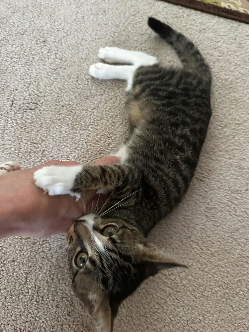 A baby medium-sized female Tabby (Gray / Blue / Silver) Domestic Short Hair cat named Tilly for adoption in Westfield, MA