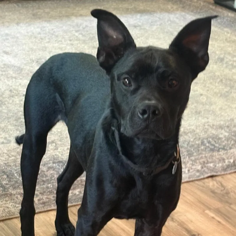 An adult medium-sized male Black Pit Bull Terrier dog named James for adoption in Grand Rapids, MN