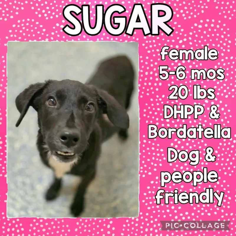 A young medium-sized female Labrador Retriever dog named Sugar for adoption in St. Augustine, FL