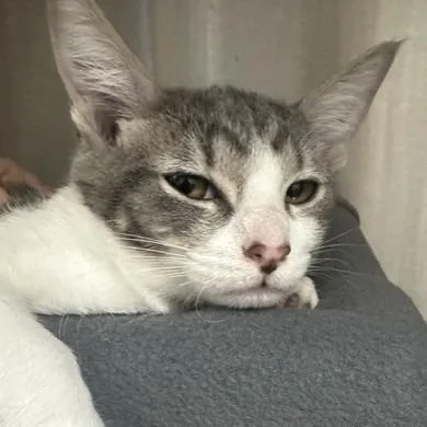 A baby small-sized male Domestic Short Hair cat named Max for adoption in Henderson, NV