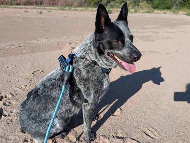A young medium-sized male Australian Cattle Dog / Blue Heeler dog named Nessy for adoption in Albuquerque, NM