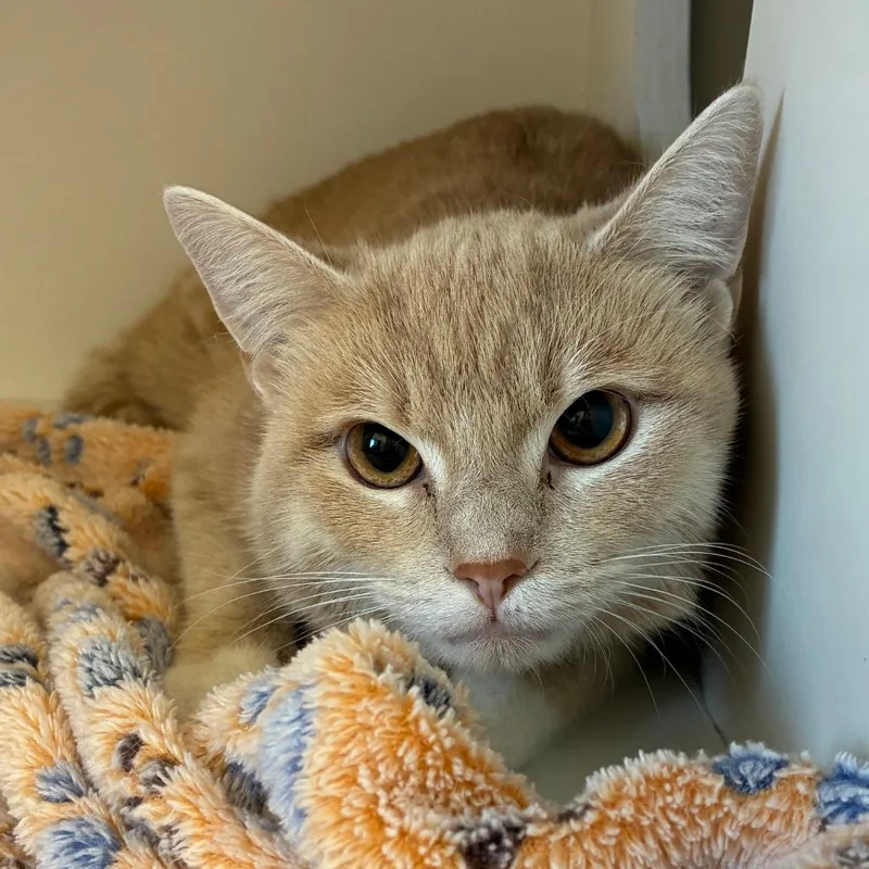 A young medium-sized male Buff / Tan / Fawn Domestic Short Hair cat named Morris for adoption in Uniontown, PA