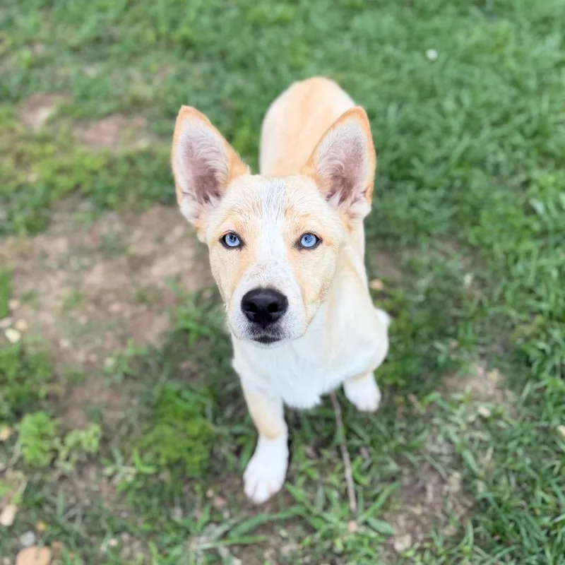 A young medium-sized female Yellow / Tan / Blond / Fawn Cardigan Welsh Corgi dog named Snow Globe for adoption in Carencro, LA