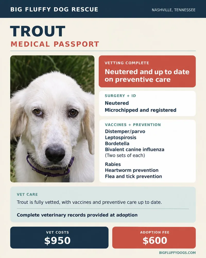 A baby large-sized male Great Pyrenees dog named Trout for adoption in Nashville, TN