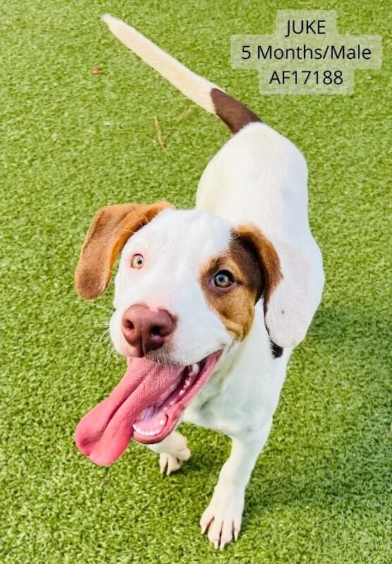 A young small-sized male German Shorthaired Pointer dog named Juke for adoption in Supply, NC