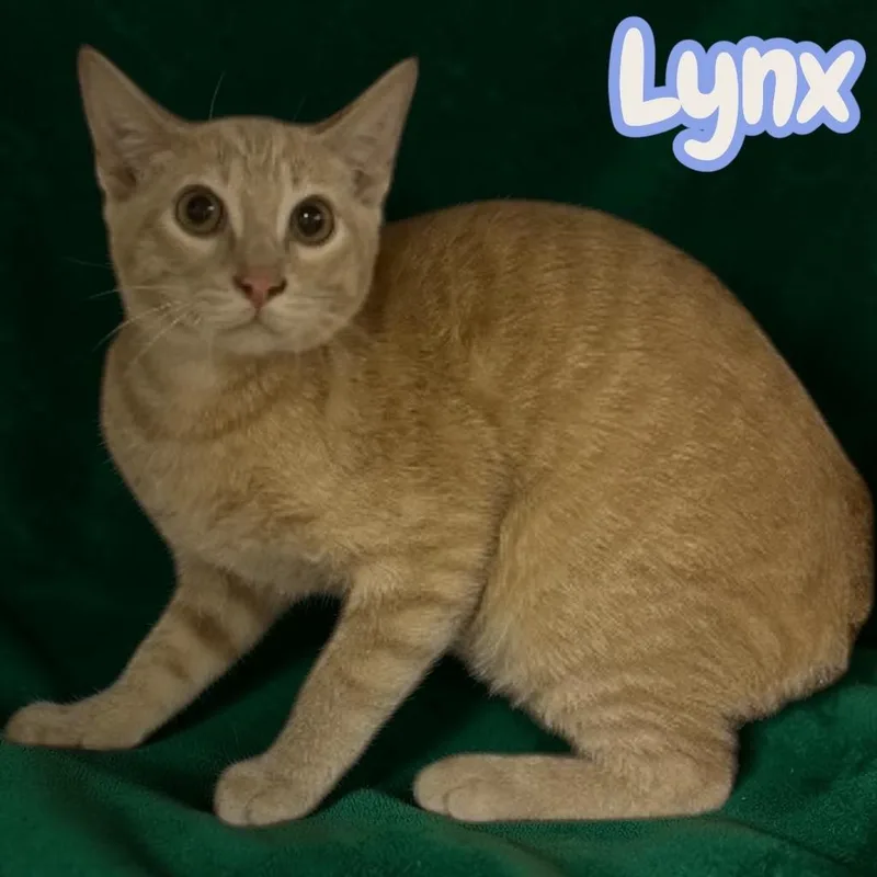 A baby medium-sized male Domestic Short Hair cat named Lynx for adoption in Sorrento, LA