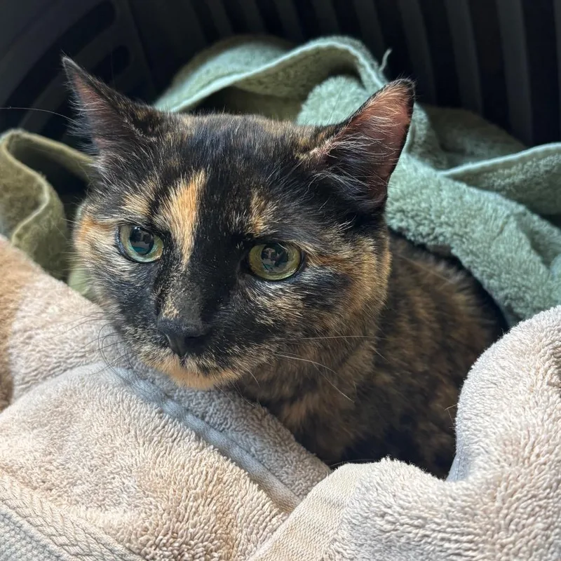 A senior large-sized female Tortoiseshell Domestic Short Hair cat named Skye$ for adoption in Springfield, MA