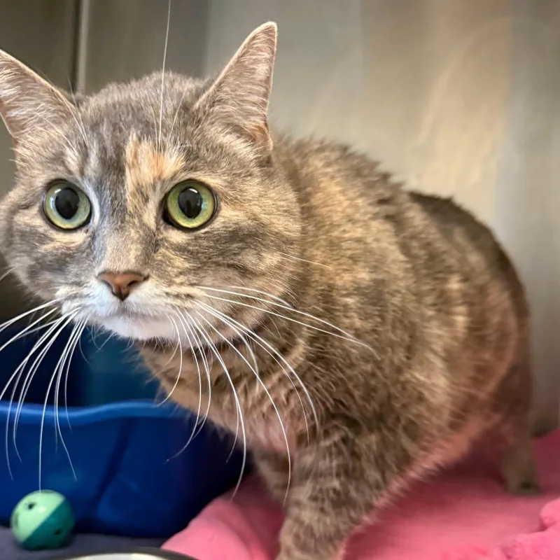An adult large-sized female Domestic Short Hair cat named Lena for adoption in Concord, NH