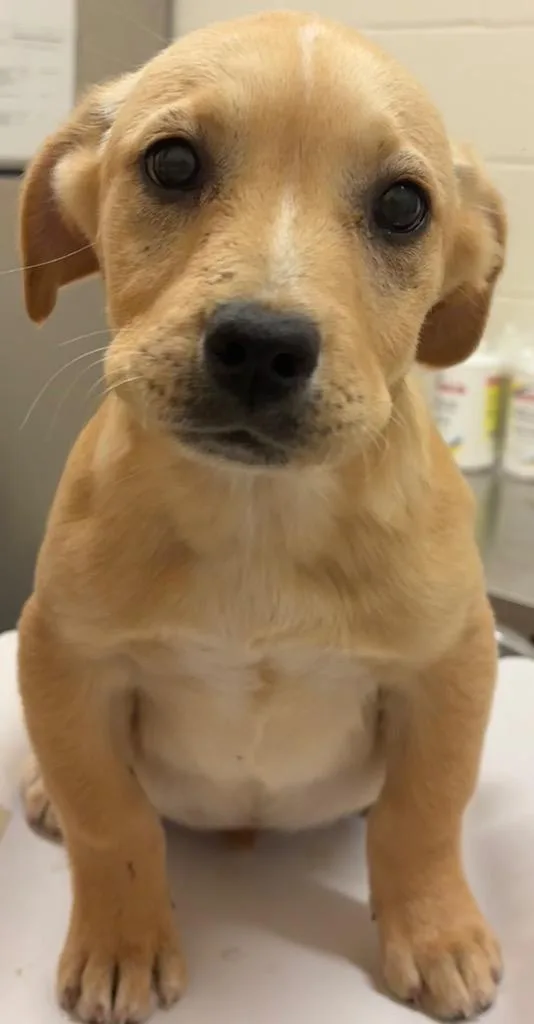 A young small-sized female Labrador Retriever dog named Adele for adoption in Elizabethton, TN