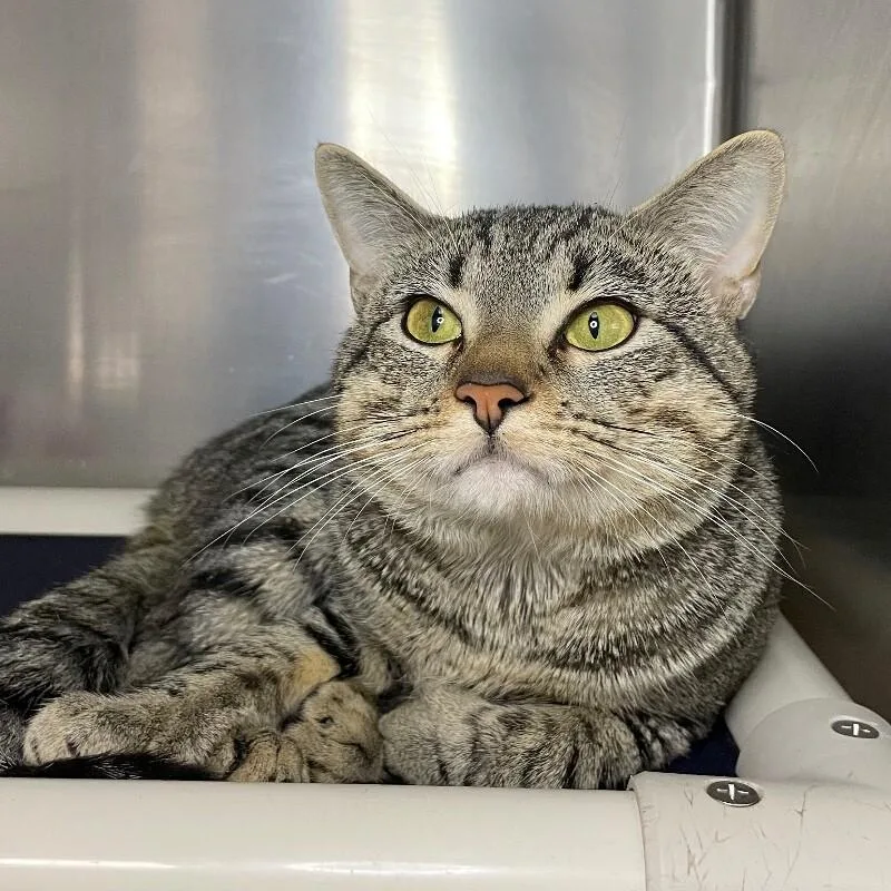 An adult medium-sized male Domestic Short Hair cat named Ashe for adoption in Roanoke, VA