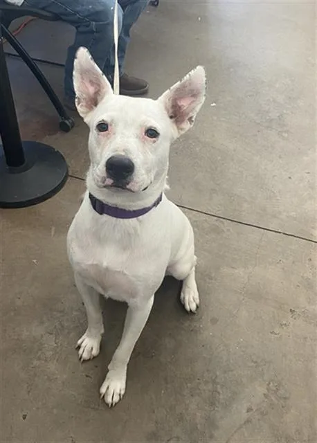 A young large-sized male Mixed Breed dog named Henry for adoption in Dallas, TX
