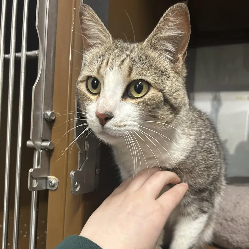 An adult medium-sized female Brown / Chocolate Domestic Short Hair cat named Astralita for adoption in Point Richmond, CA