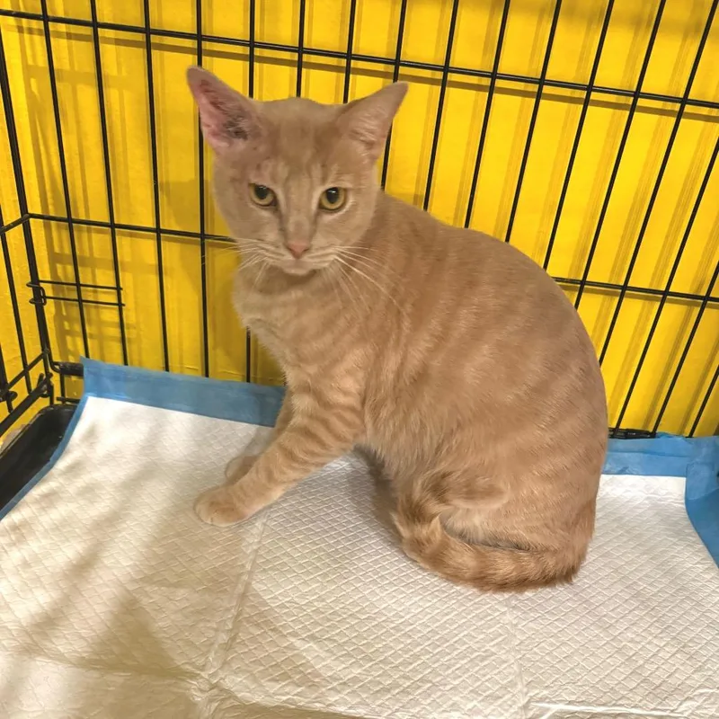 Jeff Goldblum thumbnail 2