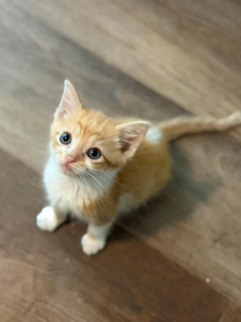 A baby medium-sized male Orange & White Domestic Short Hair cat named Ben for adoption in Aberdeen, NC