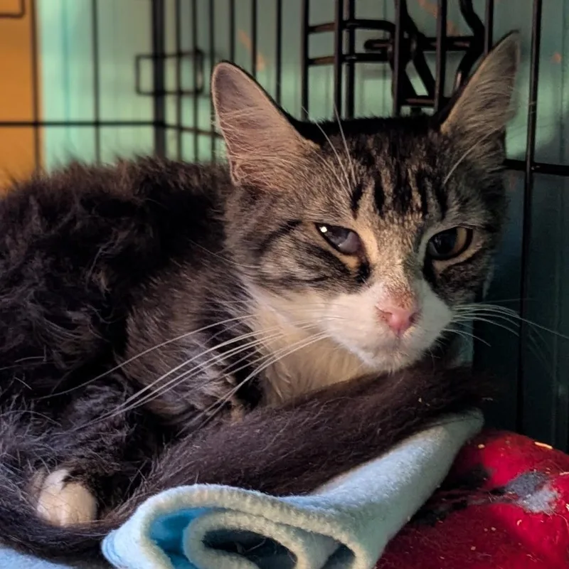 An adult medium-sized male White Domestic Long Hair cat named Aiden for adoption in Johnstown, PA