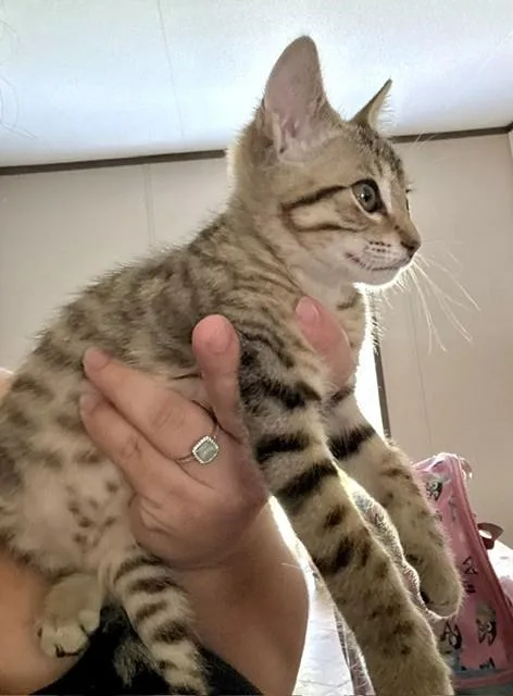 A young medium-sized female Tabby (Buff / Tan / Fawn) Domestic Short Hair cat named Gracie for adoption in Houston, TX