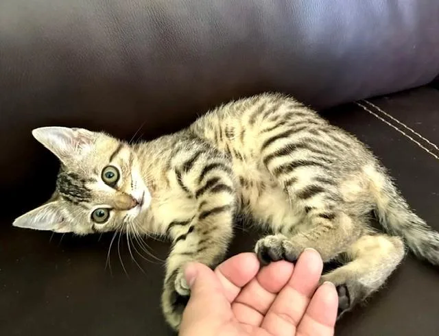Gracie thumbnail 6