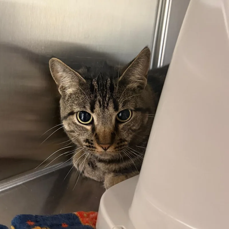 An adult large-sized female Gray / Blue / Silver Domestic Short Hair cat named Lady for adoption in East Smithfield , PA