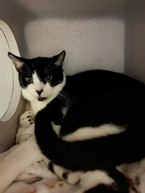 A young medium-sized male Domestic Short Hair cat named Sylvester for adoption in Agoura, CA