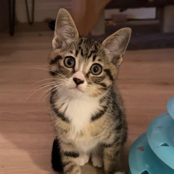 A baby small-sized female Brown / Chocolate Domestic Short Hair cat named Mickey for adoption in Temecula, CA