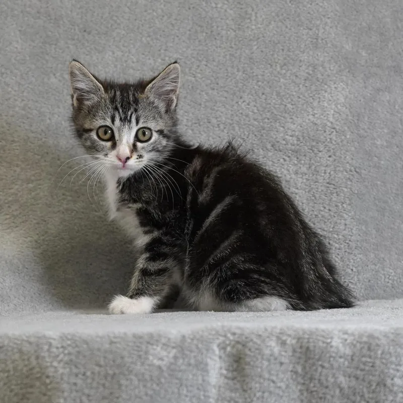 A baby small-sized female Brown / Chocolate Domestic Short Hair cat named Samara for adoption in Sunnyvale, CA