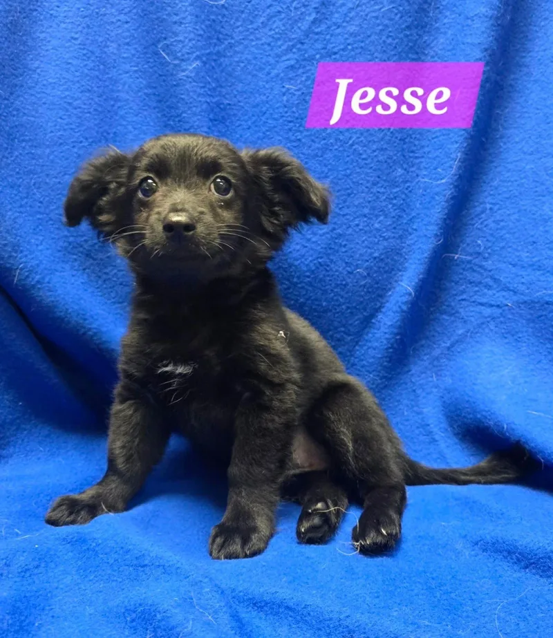 A baby small-sized female Terrier dog named Jesse for adoption in Modesto, CA