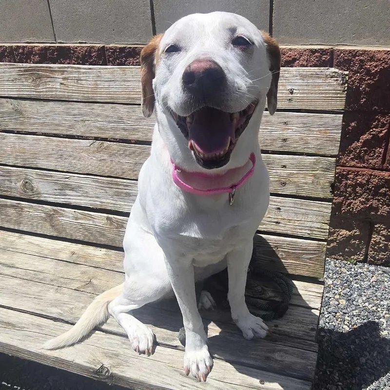 A senior medium-sized female White / Cream Mixed Breed dog named Pel for adoption in Fredericksburg, VA