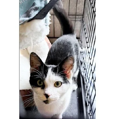 A baby medium-sized male Black & White / Tuxedo Domestic Short Hair cat named Cow for adoption in Salt Lake City, UT