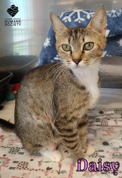 An adult small-sized female Domestic Short Hair cat named Daisy for adoption in Heath, OH