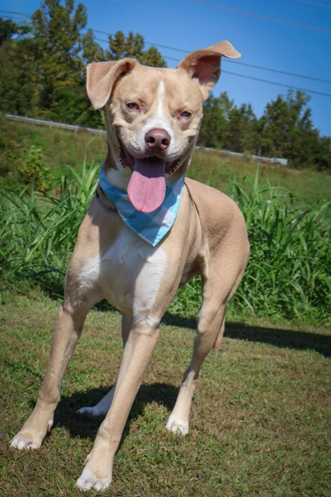 A young medium-sized male Mixed Breed dog named Ladder for adoption in Columbia, TN