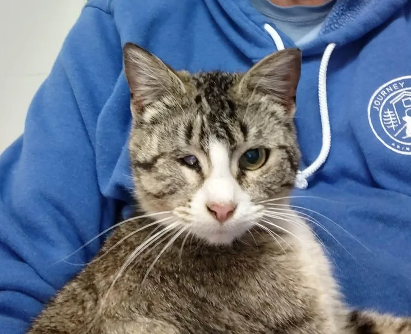 An adult medium-sized female Tabby (Brown / Chocolate) Domestic Short Hair cat named Leela for adoption in Grand Forks, ND