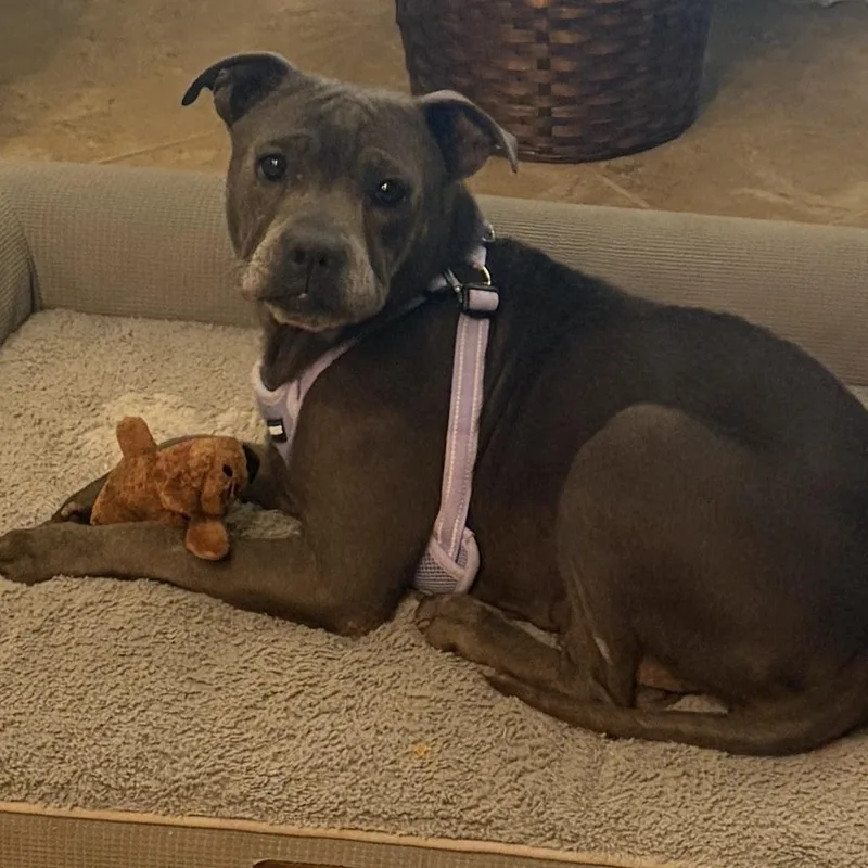 Sweet Pea thumbnail 5