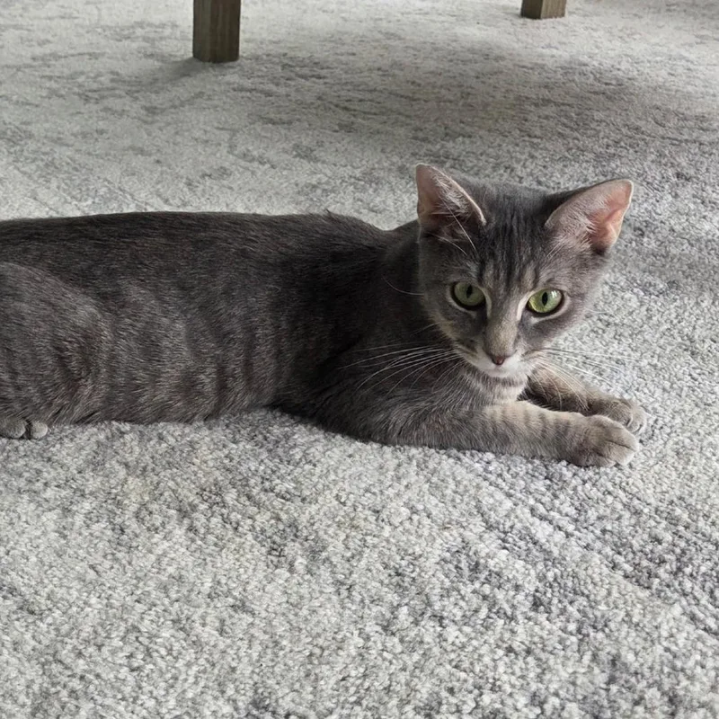 A young small-sized female Gray / Blue / Silver Domestic Short Hair cat named Angel for adoption in Bel Air, MD
