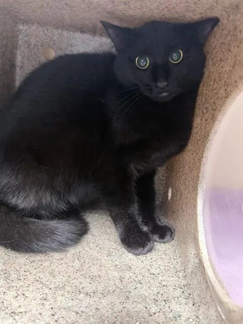 A young medium-sized female Domestic Short Hair cat named Dill for adoption in Lincolnton, NC