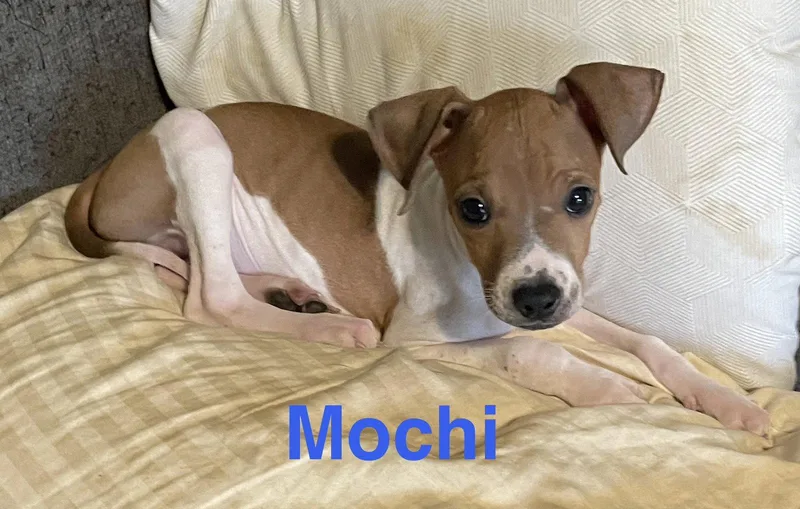 A baby small-sized male Chihuahua dog named Mochi for adoption in Topeka, KS