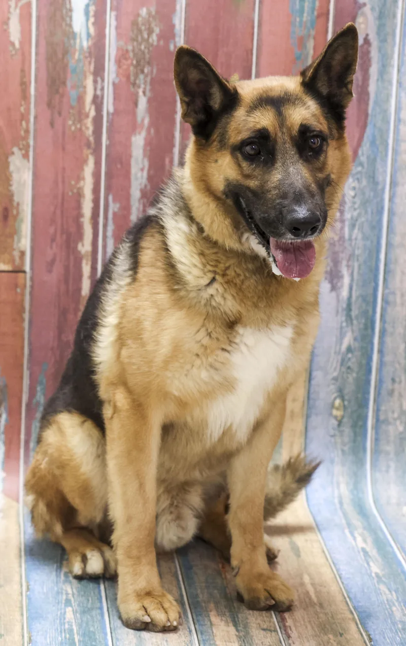 An adult large-sized male Yellow / Tan / Blond / Fawn German Shepherd Dog dog named Charger for adoption in Casa Grande, AZ