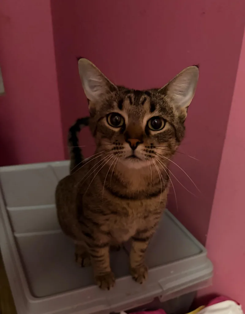 An adult medium-sized female Tabby (Brown / Chocolate) Domestic Short Hair cat named Fiona for adoption in Lemont, IL