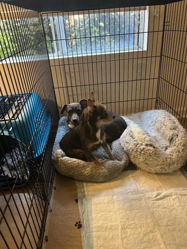 An adult small-sized female Terrier dog named Sor Juana for adoption in San Diego, CA