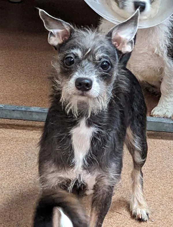 Sor Juana thumbnail 3