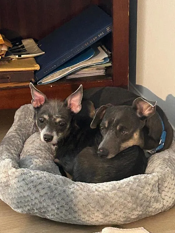 Sor Juana thumbnail 4