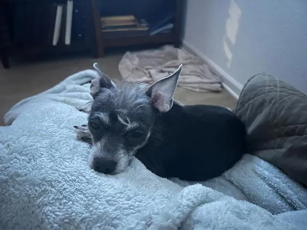 Sor Juana thumbnail 5