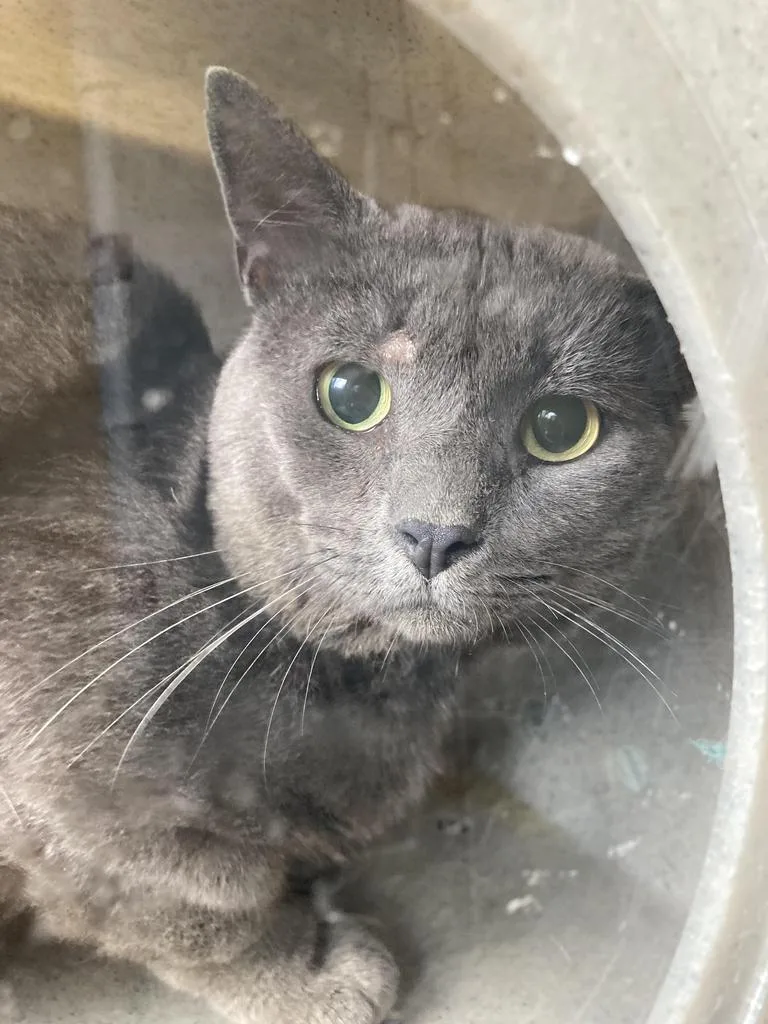 A young medium-sized male Domestic Short Hair cat named Peppercorn for adoption in Burnsville, NC