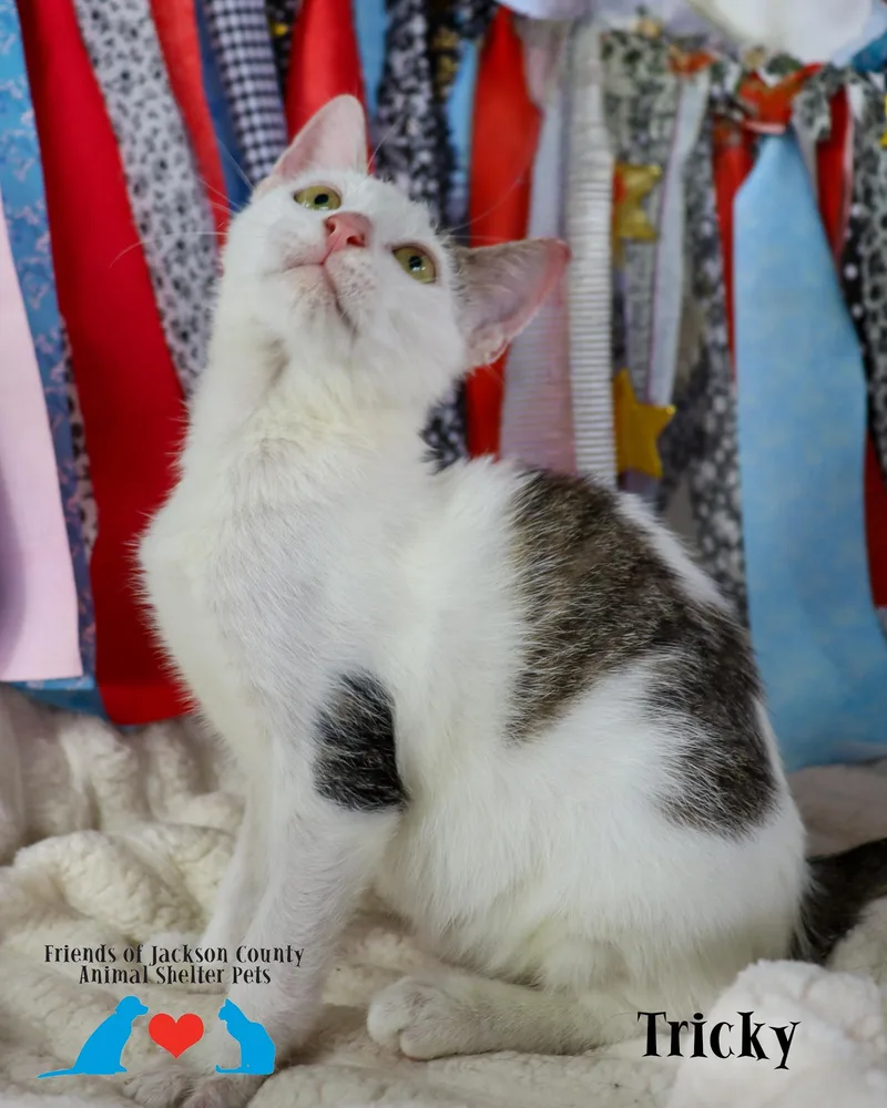 A baby small-sized male Domestic Short Hair cat named Tricky for adoption in Ocean Springs, MS