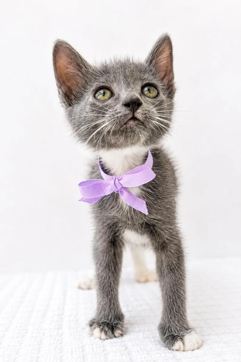 A baby small-sized female Domestic Short Hair cat named Garbanzo for adoption in Long Beach, CA