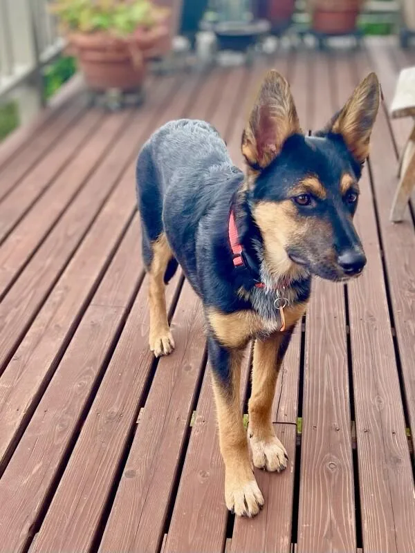 An adult large-sized female German Shepherd Dog dog named Dani for adoption in Seattle, WA