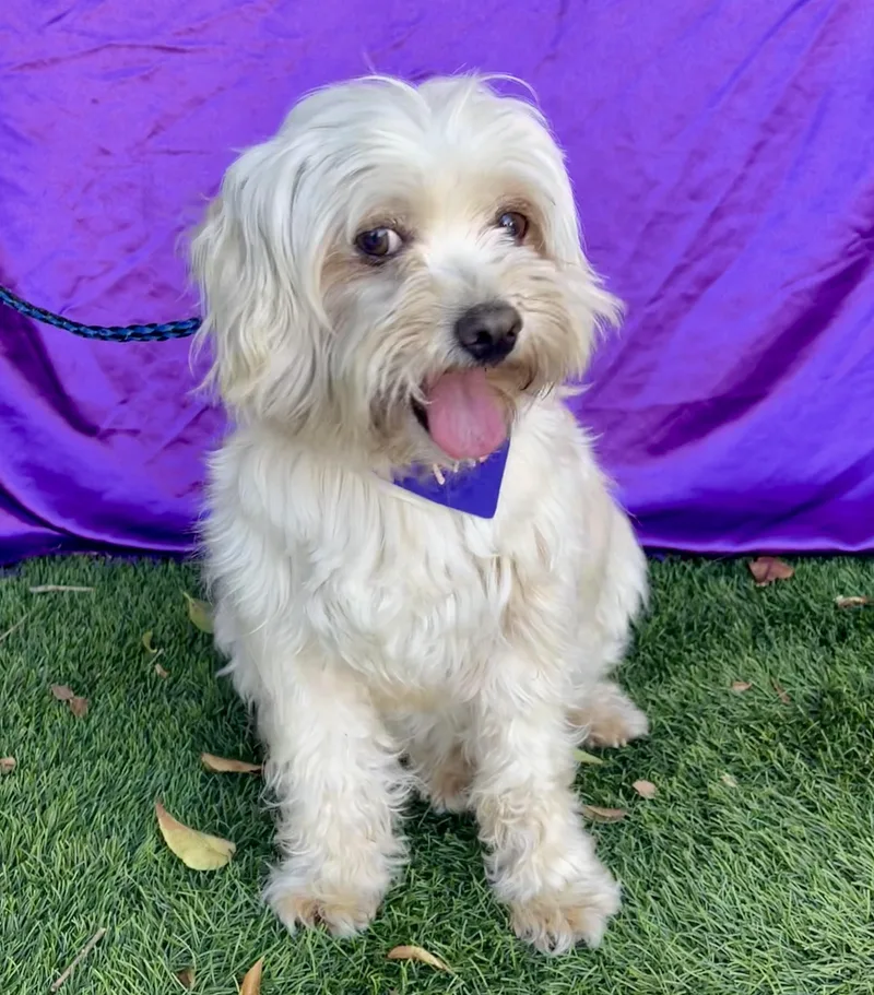 An adult small-sized female White / Cream Maltipoo dog named Heidi for adoption in Rowland Heights, CA