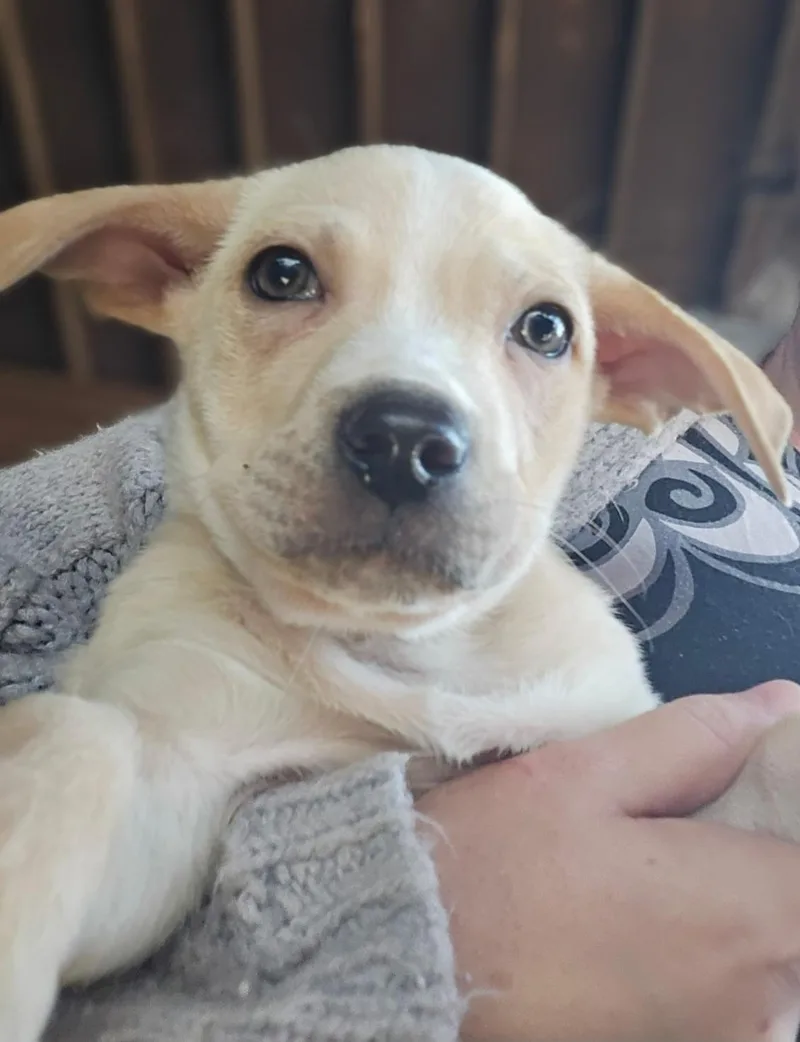 A young medium-sized female Apricot / Beige Bulldog dog named Celine Dion for adoption in Lawrenceville, GA