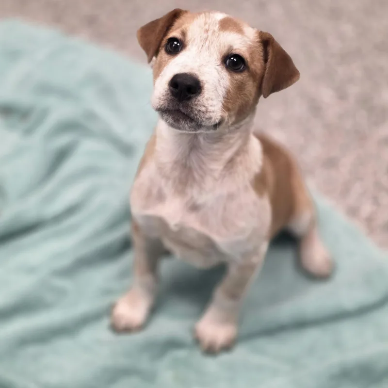 A baby medium-sized male Apricot / Beige Australian Cattle Dog / Blue Heeler dog named Ranger for adoption in Conifer, CO