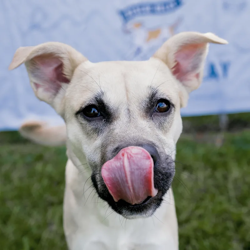A young medium-sized female Shepherd dog named Rachel for adoption in POLKTON, NC