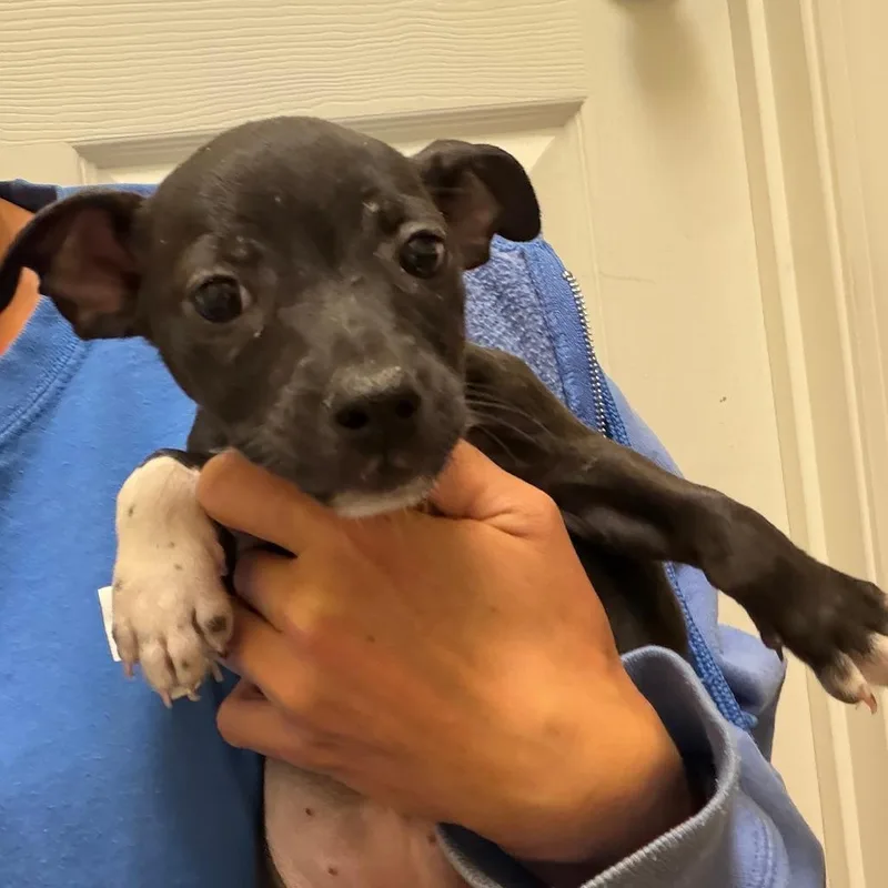 A baby small-sized female Black Chihuahua dog named Fifi for adoption in Greensboro, GA